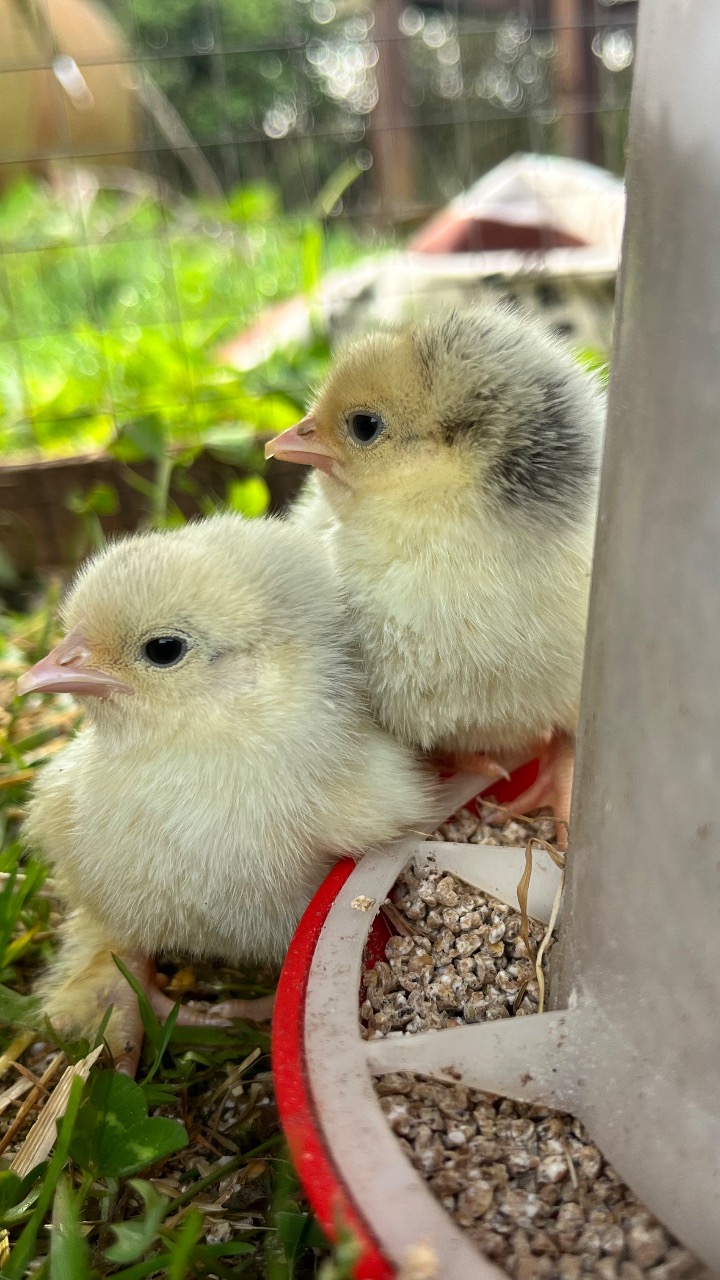 Millifleur Pekin Hatching Eggs 7