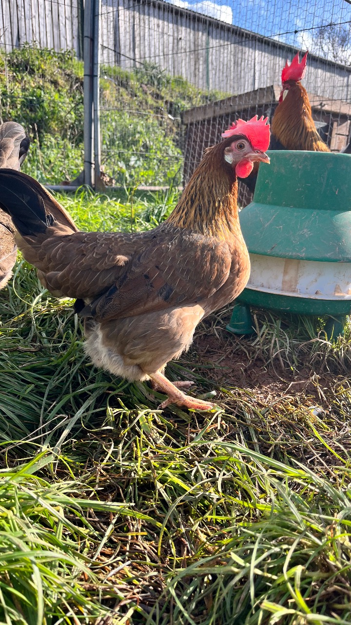 Brown Leghorn Split Hatching Eggs 2