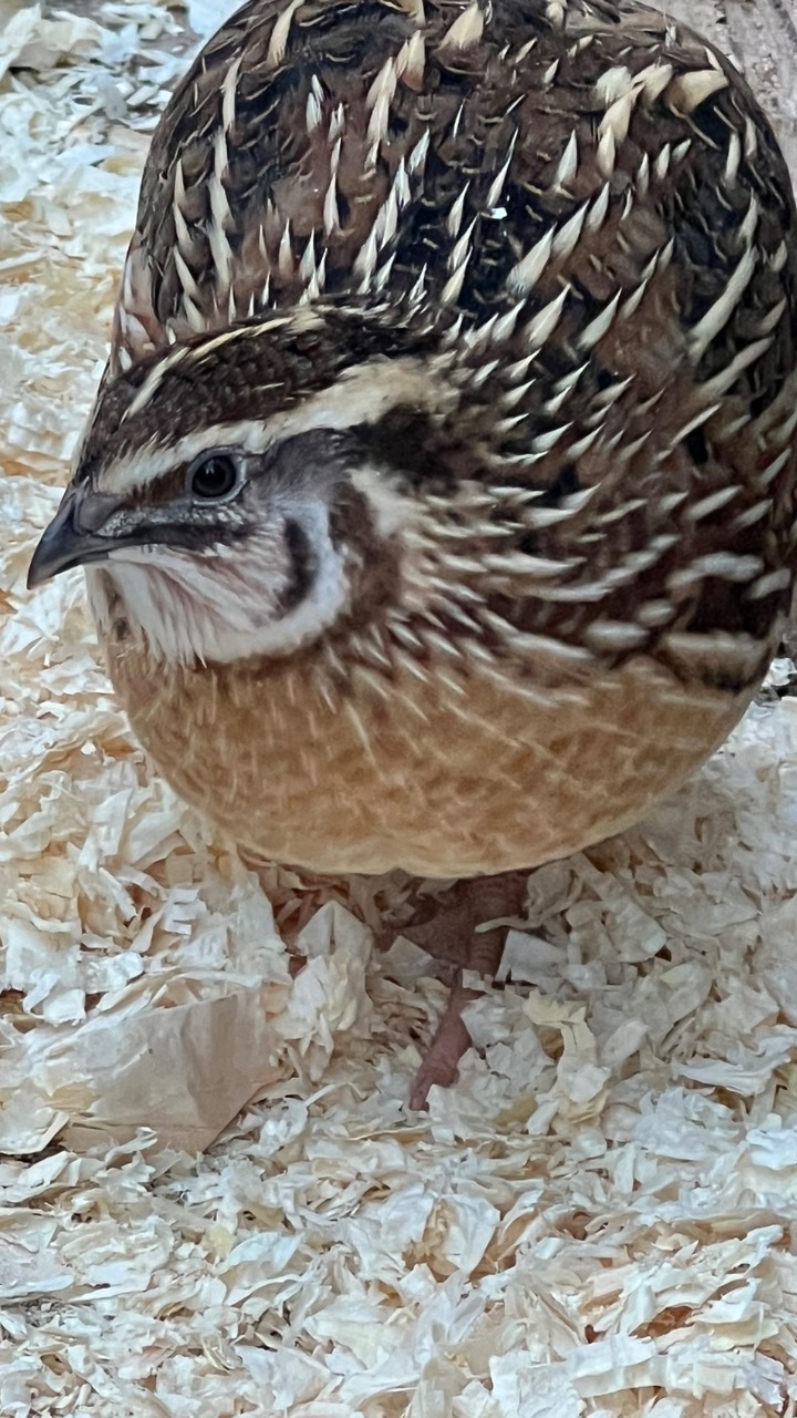 60 Coturnix Quail Eggs 2