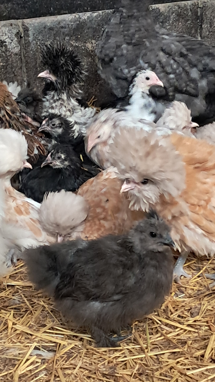 pekin bantam pullets, various colours 4