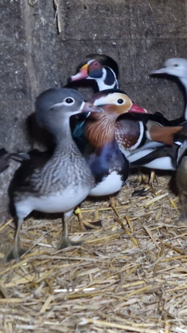 Mandarin And Carolina Duck Hatching Eggs x6