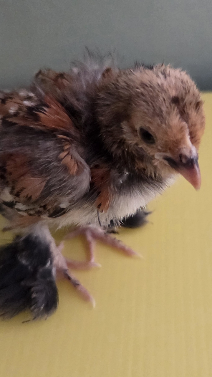 Barbu D'uccle chicks 2