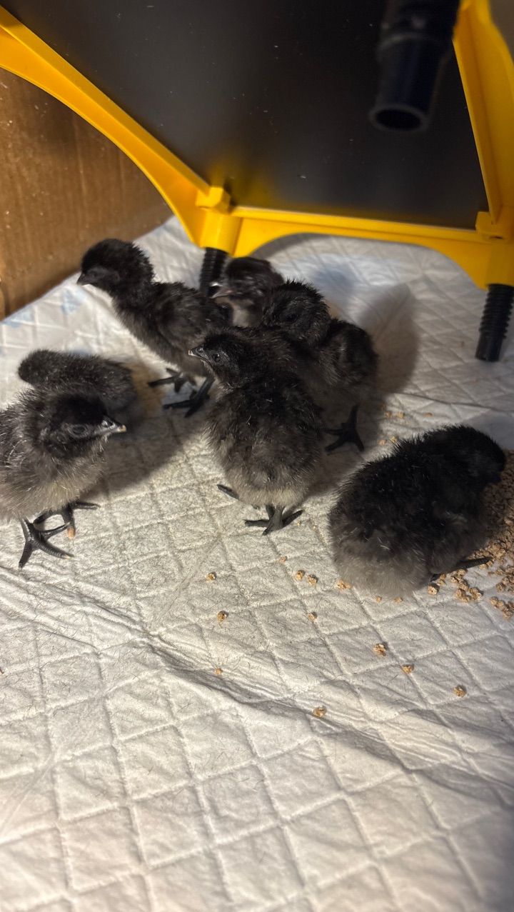 ayam cermani chicks 2