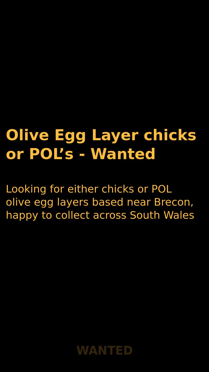Olive Egg Layer chicks or POL’s - Wanted