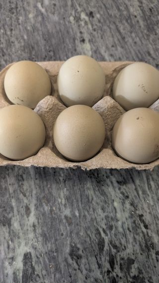 Olive Egger Hatching Eggs