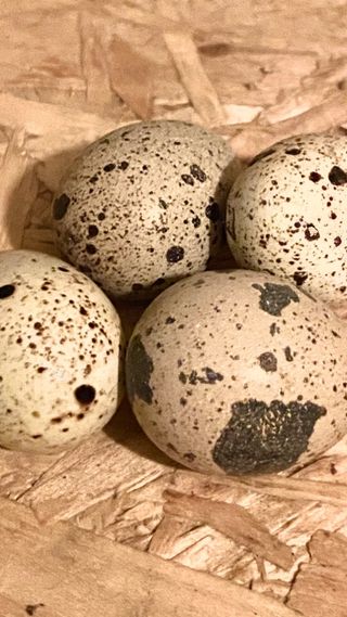 Quail hatching eggs