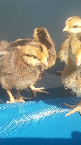 14 Day Old Chicks Mixed