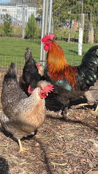 Various hens chicks and hatching eggs