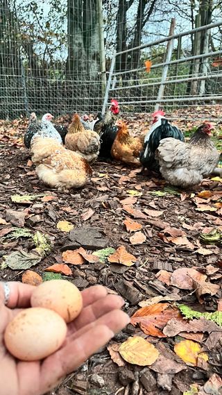 Millifleur Pekin Hatching Eggs