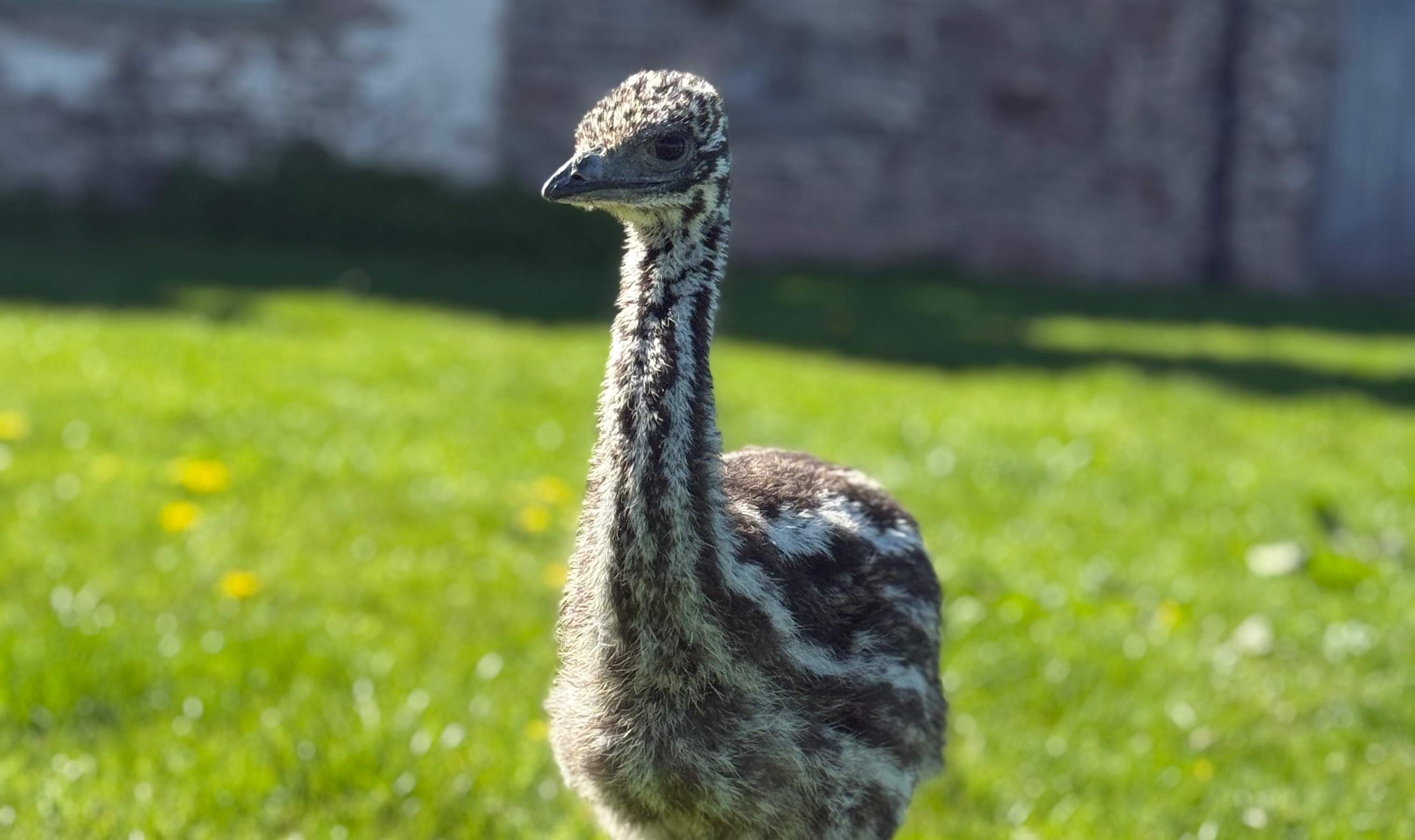 Emu Chicks