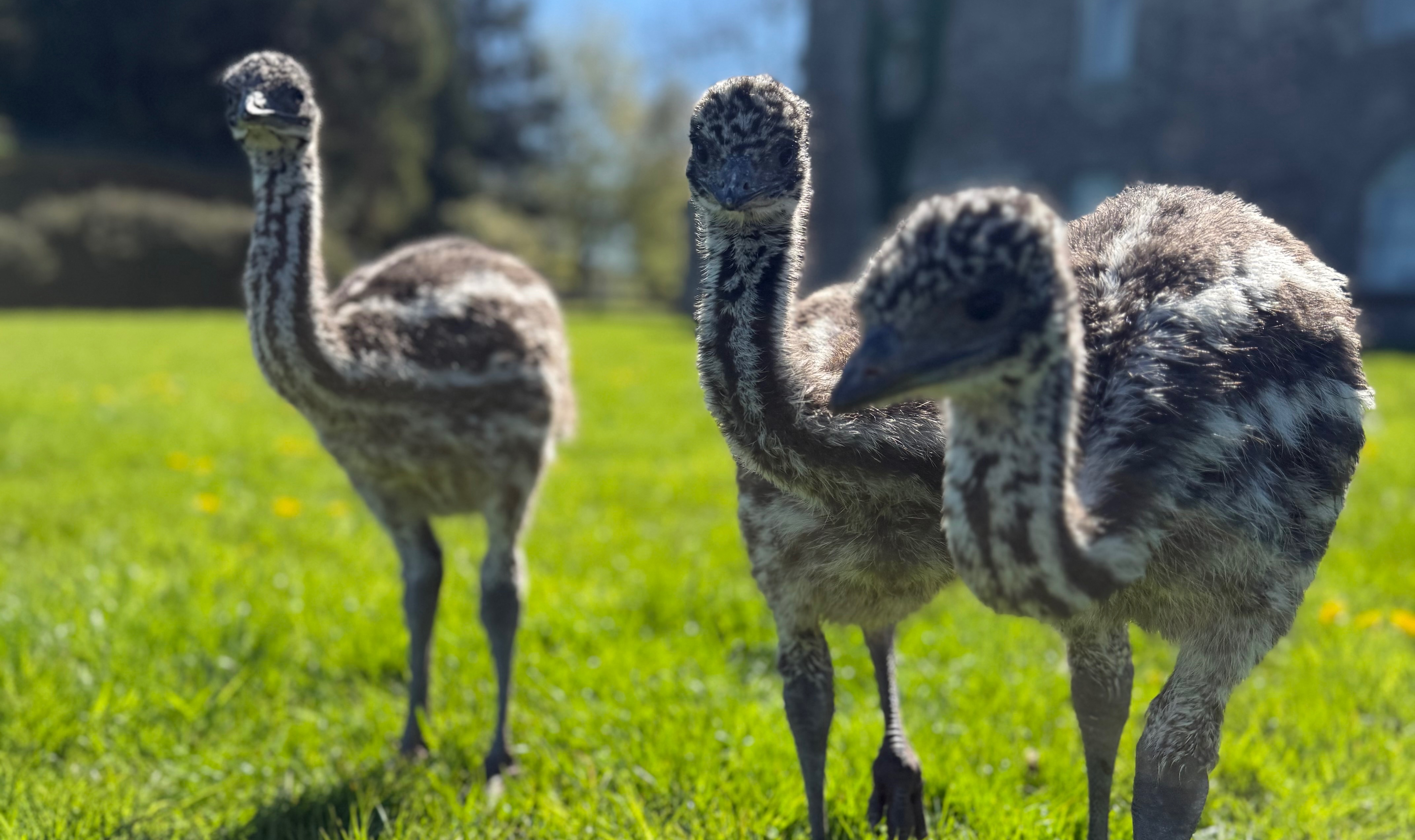 Emu 2