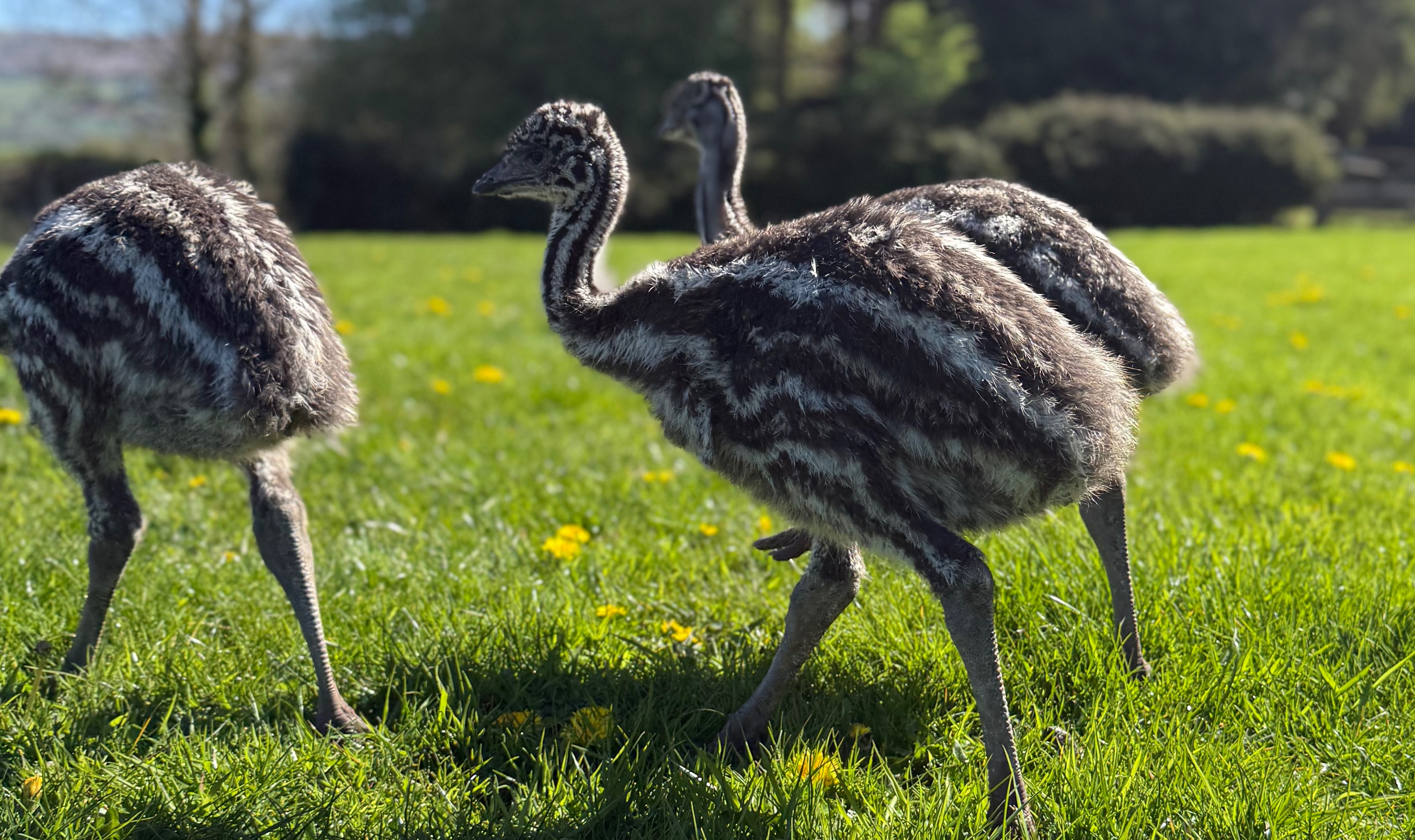 Emu 3
