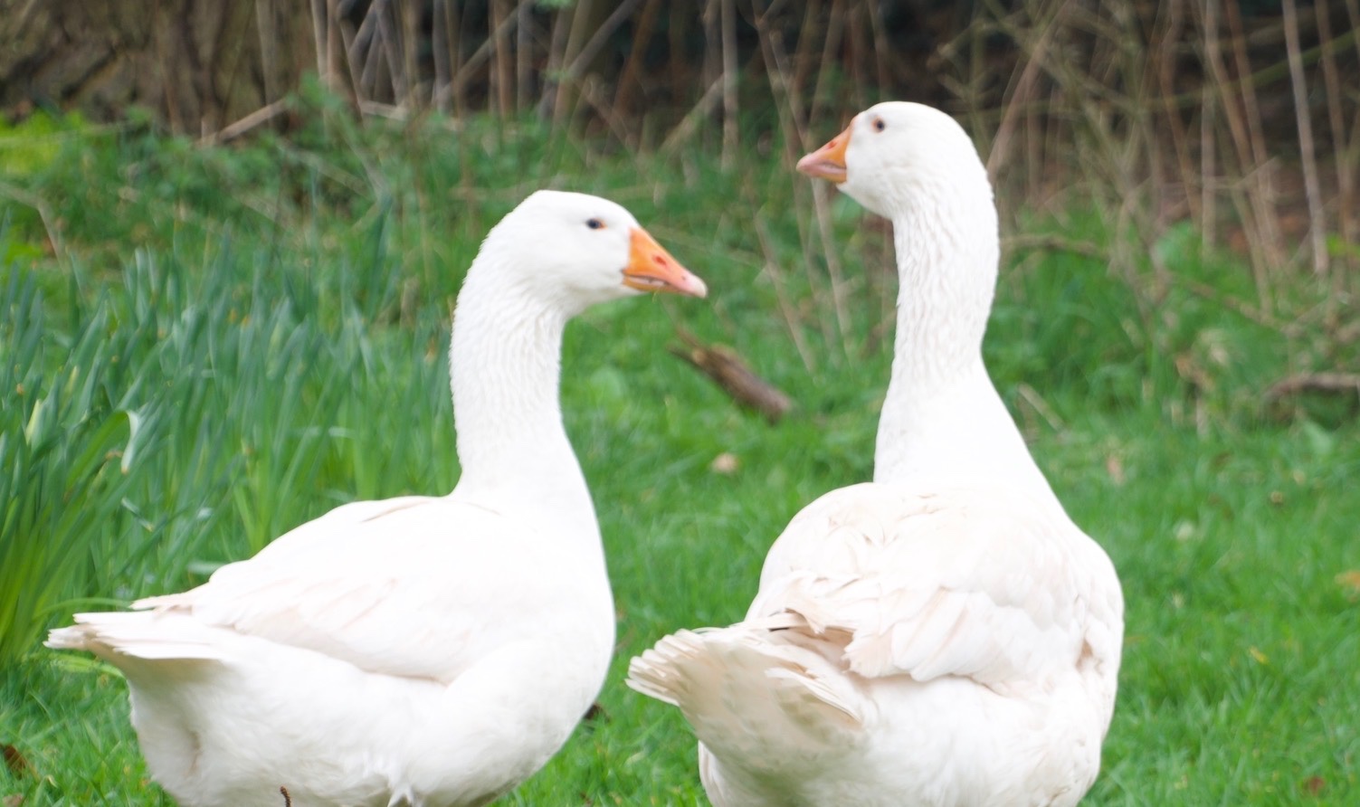 2 Female Embden Geese