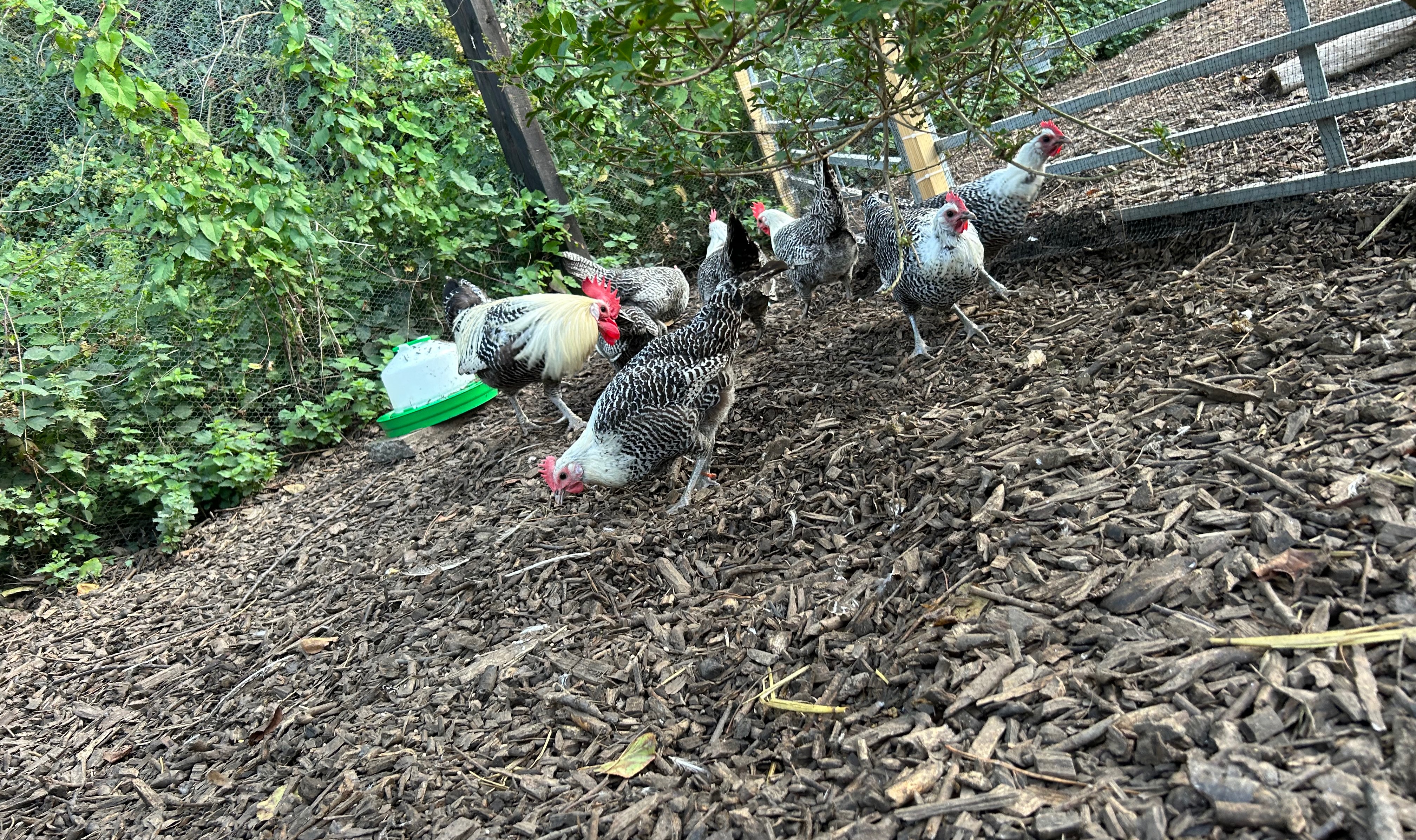 X6 Silver Campine Hatching Eggs