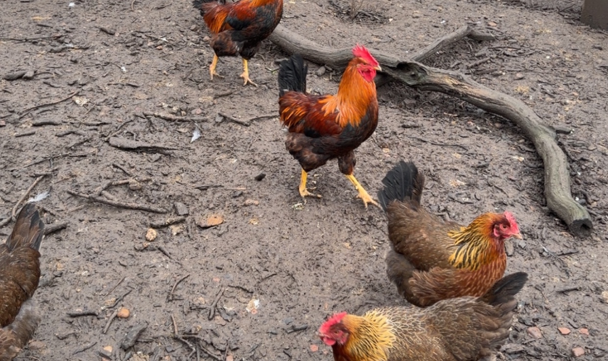 X6 Welsummer Hatching Eggs