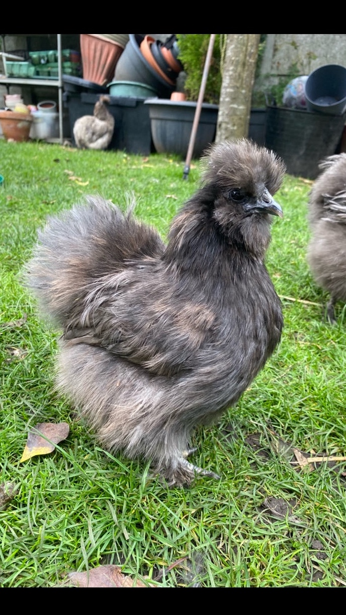 Silkie Chicks Hens And Hatching Eggs