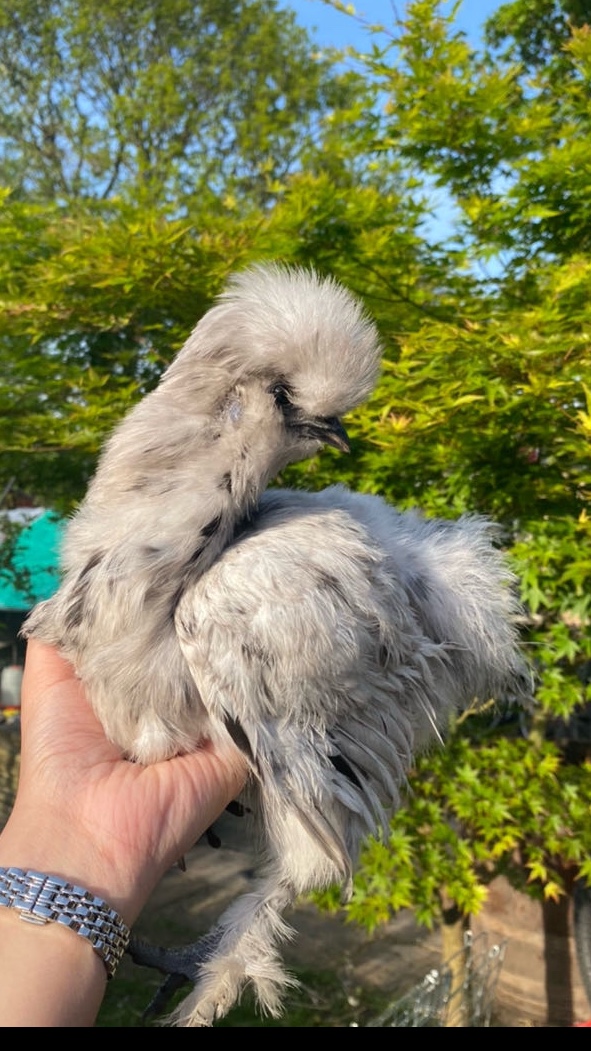 Silkie 2