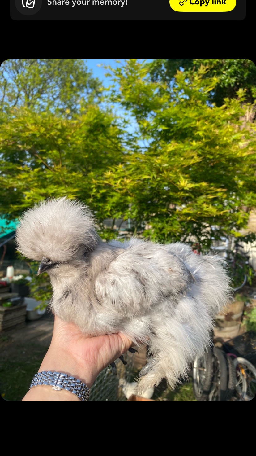 Silkie 3