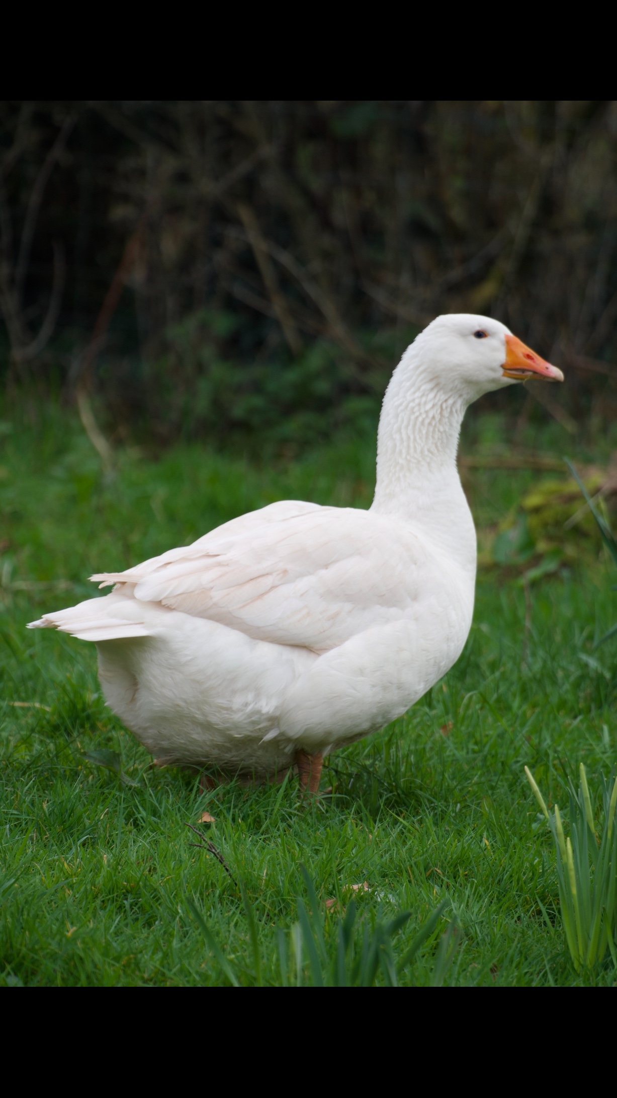 2 Female Embden Geese