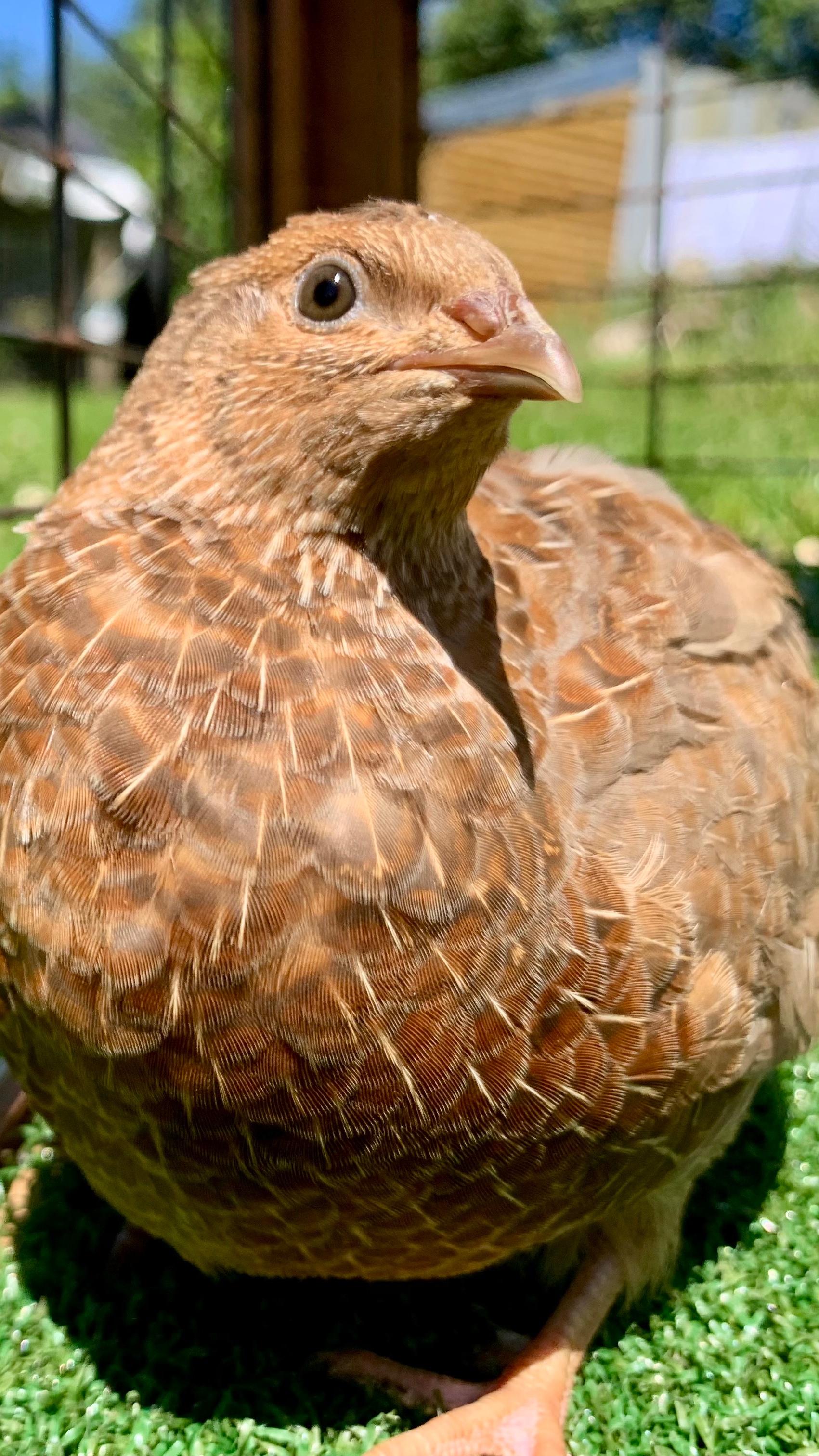 Coturnix Quail Hatching Eggs