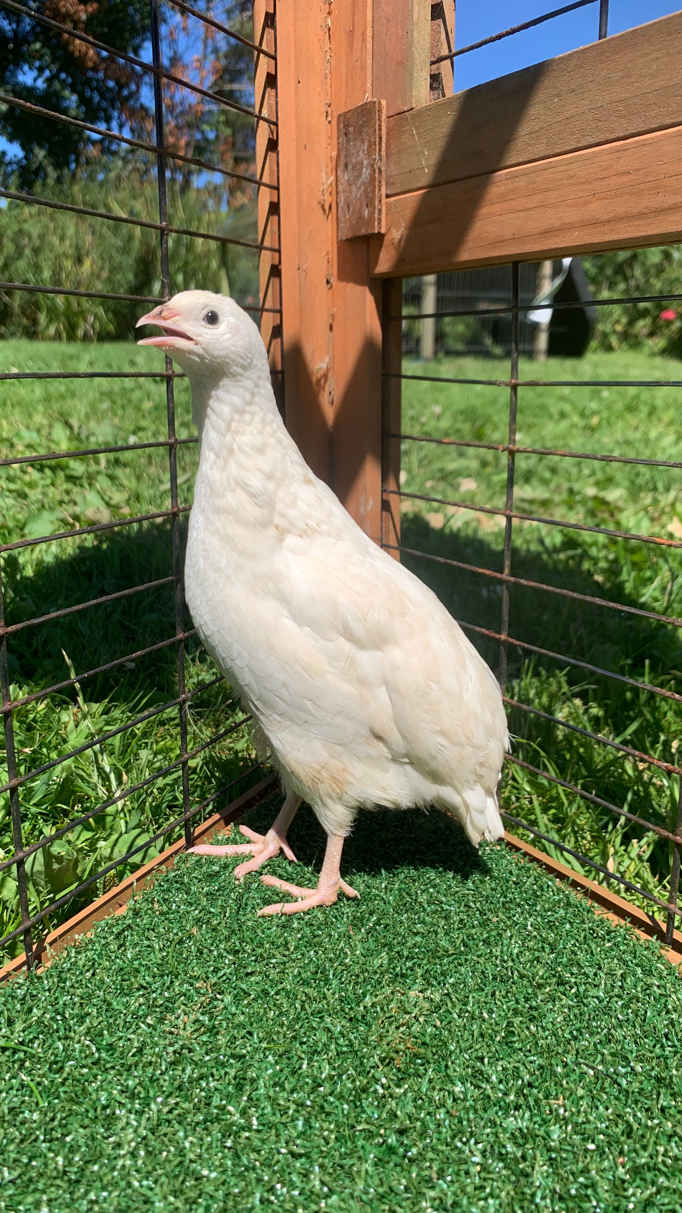 Coturnix Quail Hatching Eggs 2