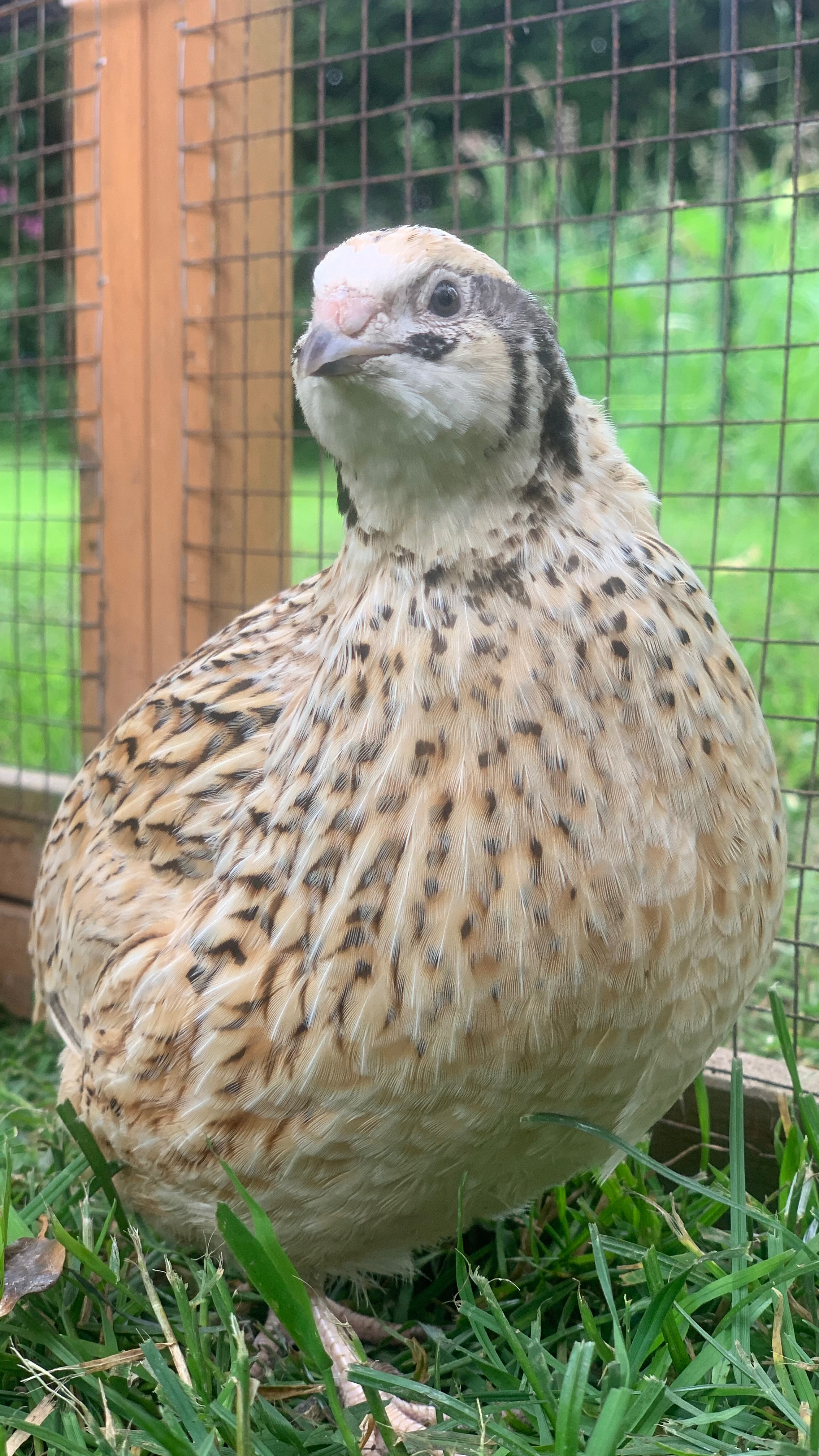 Coturnix Quail Hatching Eggs 3