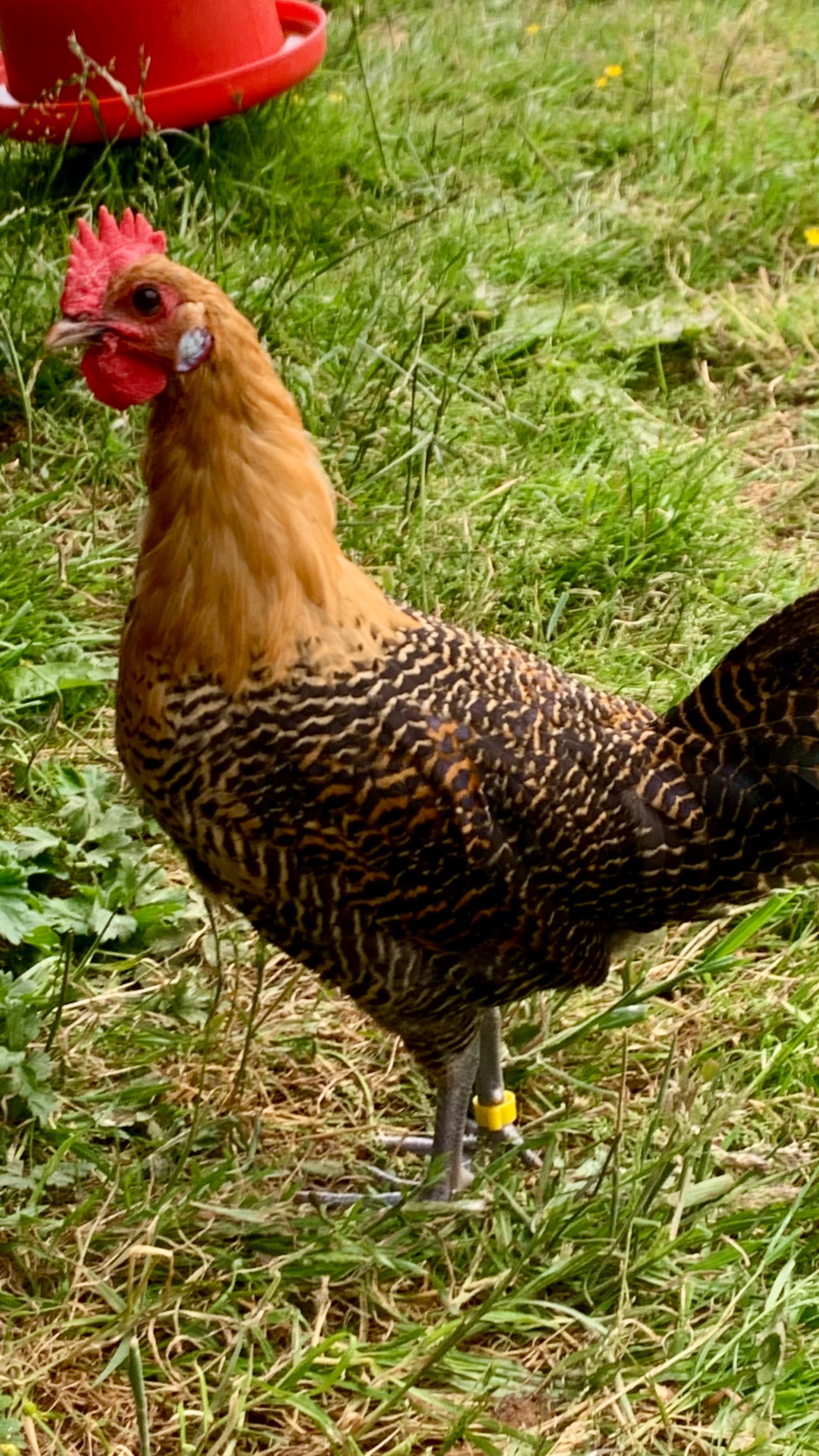 Rare Breed Campine Hatching Eggs