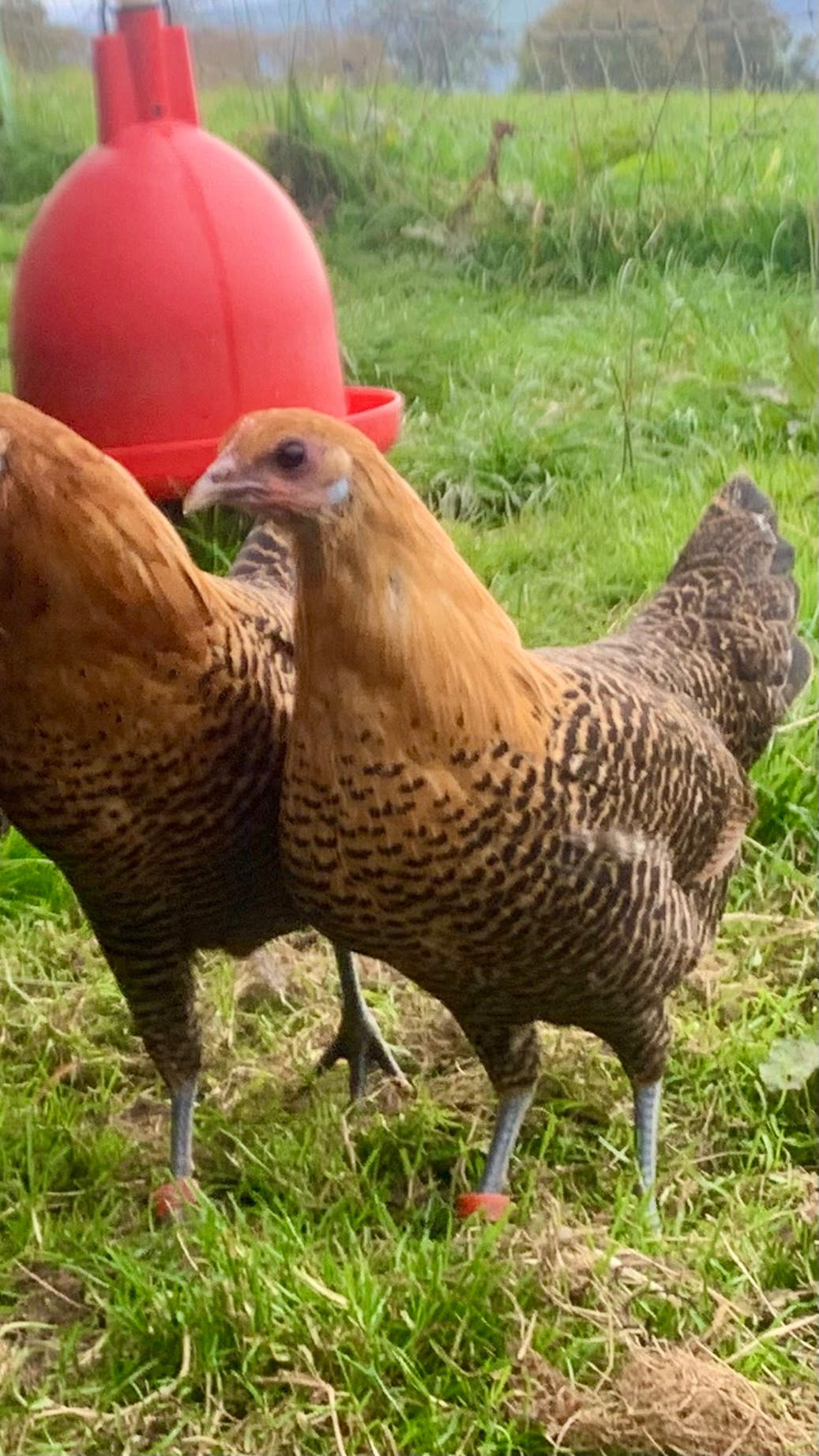 Rare Breed Campine Hatching Eggs 2