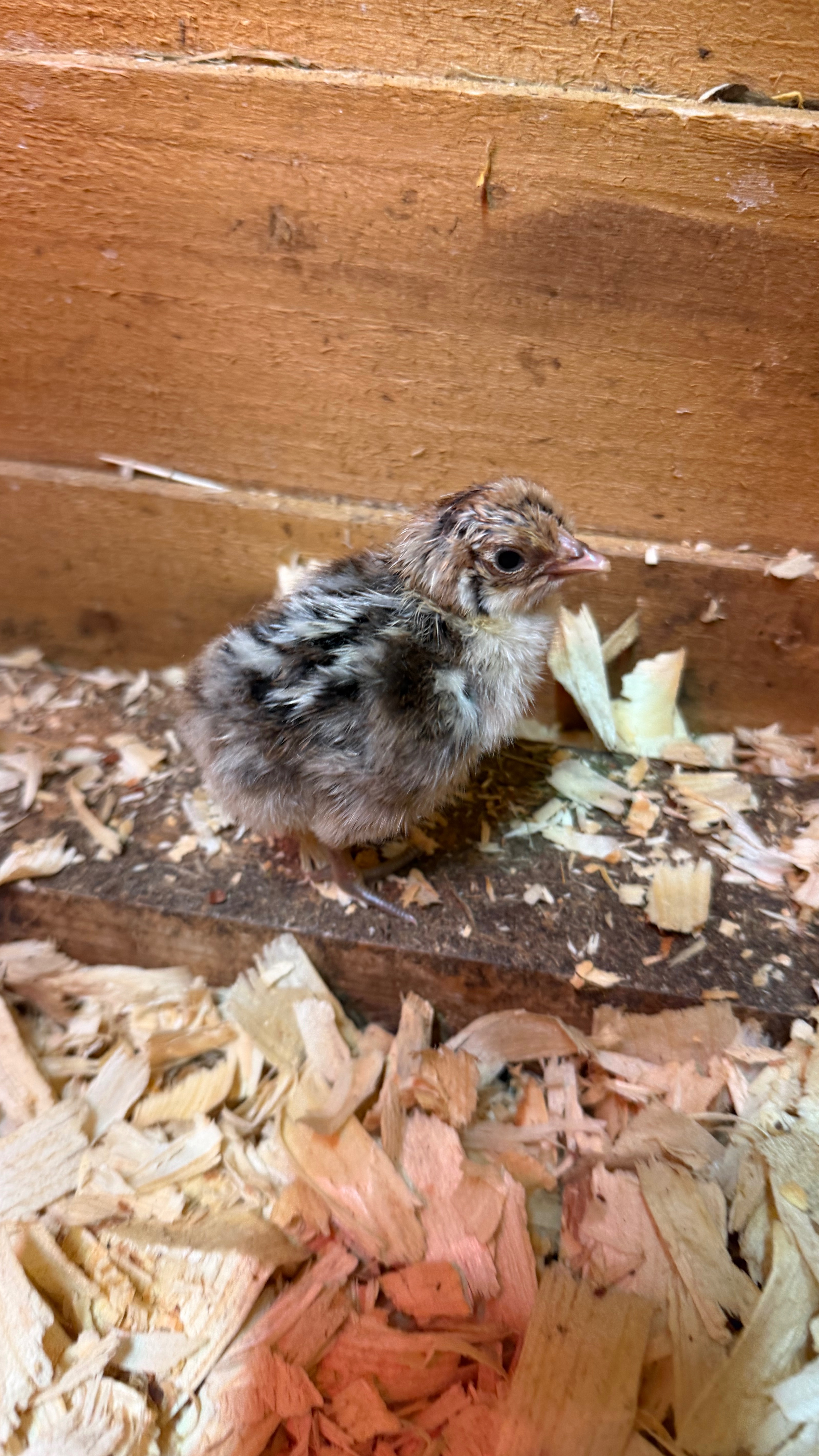 X6 Silver Campine Hatching Eggs 3