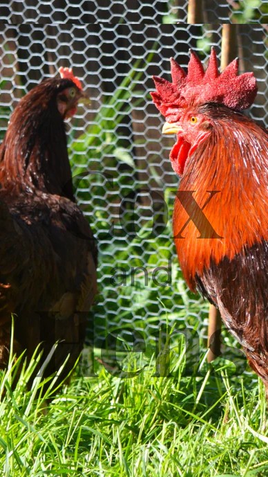 Rhode Island Red 6 Hatching Eggs