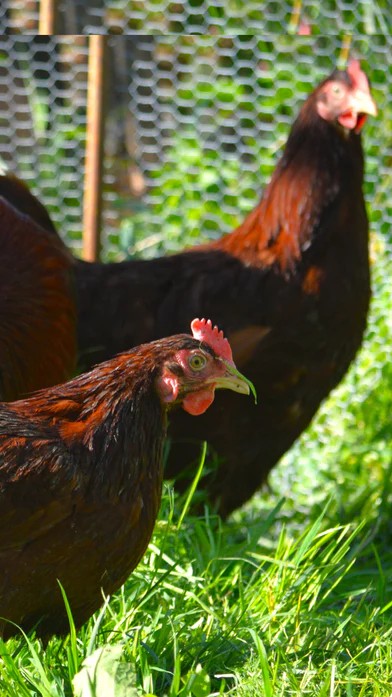 Rhode Island Red 6 Hatching Eggs 2