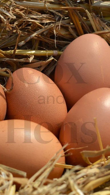 Rhode Island Red 6 Hatching Eggs 3