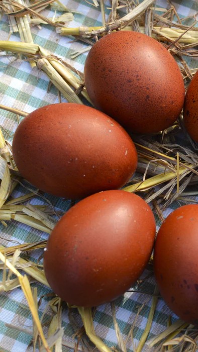 Black And Blue Mixed French Copper Maran Dark Egg 12 Hatching Eggs