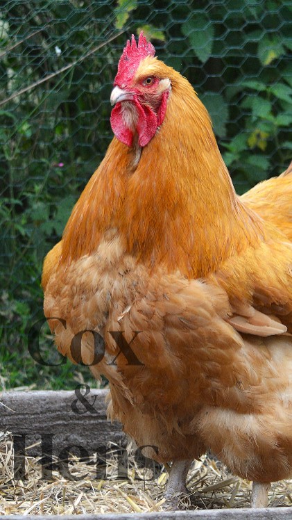 Buff Orpington 6 Hatching Eggs