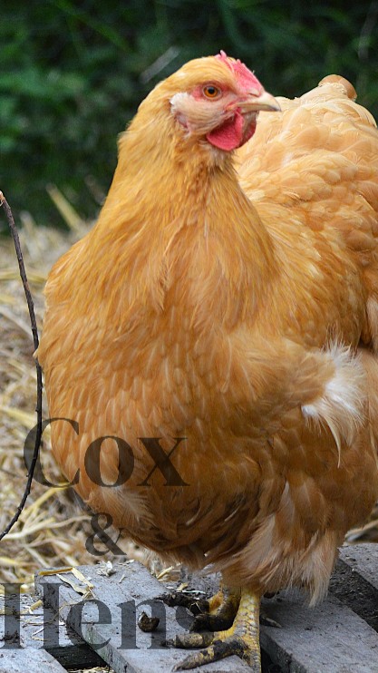 Buff Orpington 6 Hatching Eggs 2