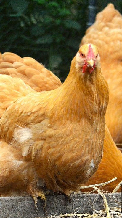 Buff Orpington 6 Hatching Eggs 3