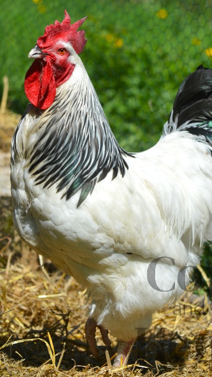 Light Sussex 12 Hatching Eggs 2