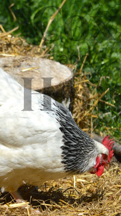 Light Sussex 12 Hatching Eggs 3