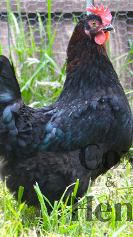 Black And Blue Mixed French Copper Maran Dark Egg 12 Hatching Eggs 3