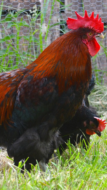 Black And Blue Mixed French Copper Maran Dark Egg 12 Hatching Eggs 2