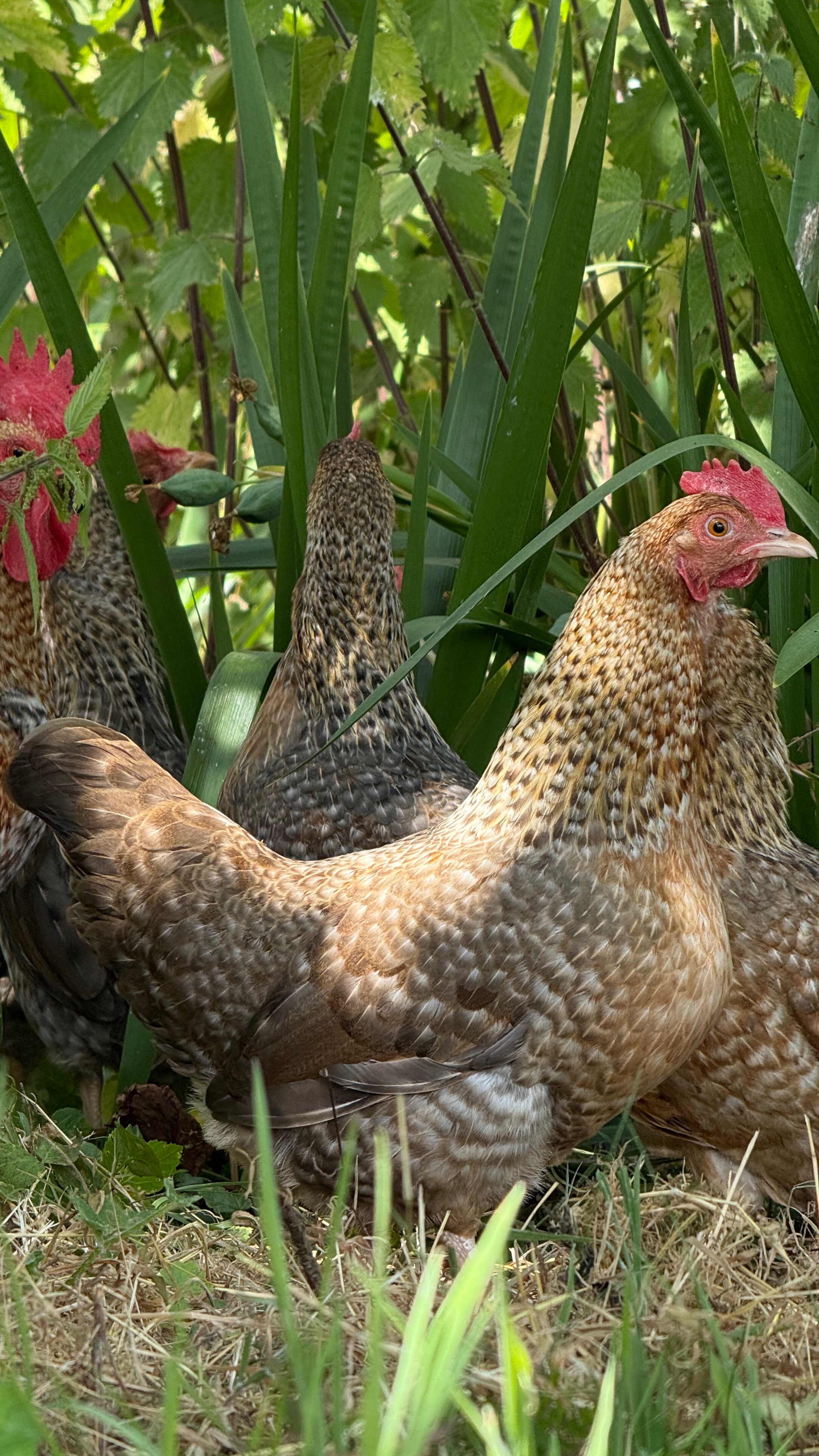 Bantam Welbar Hatching Eggs — Autosexing