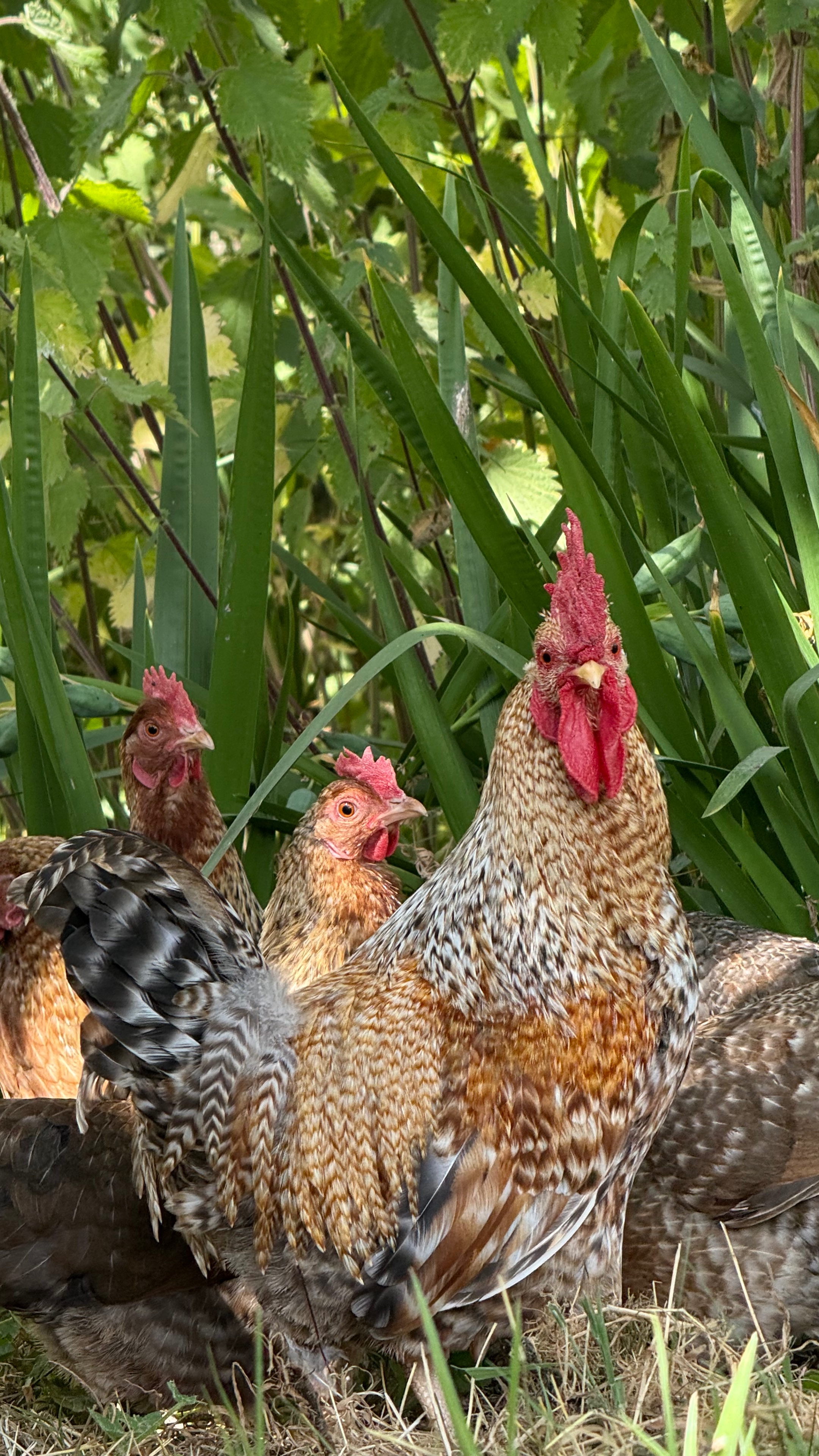 Bantam Welbar Hatching Eggs — Autosexing 2