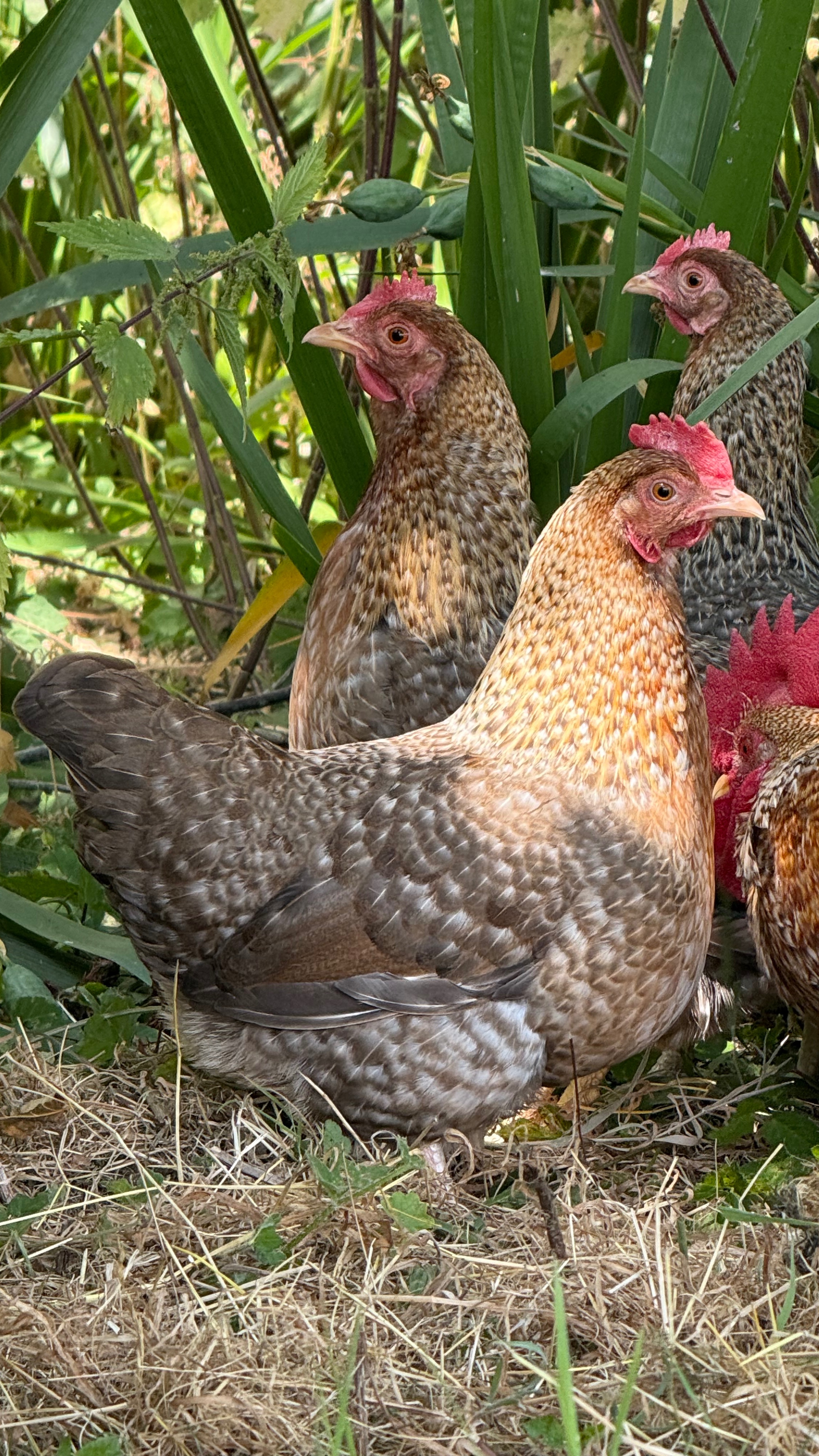 Bantam Welbar Hatching Eggs — Autosexing 3