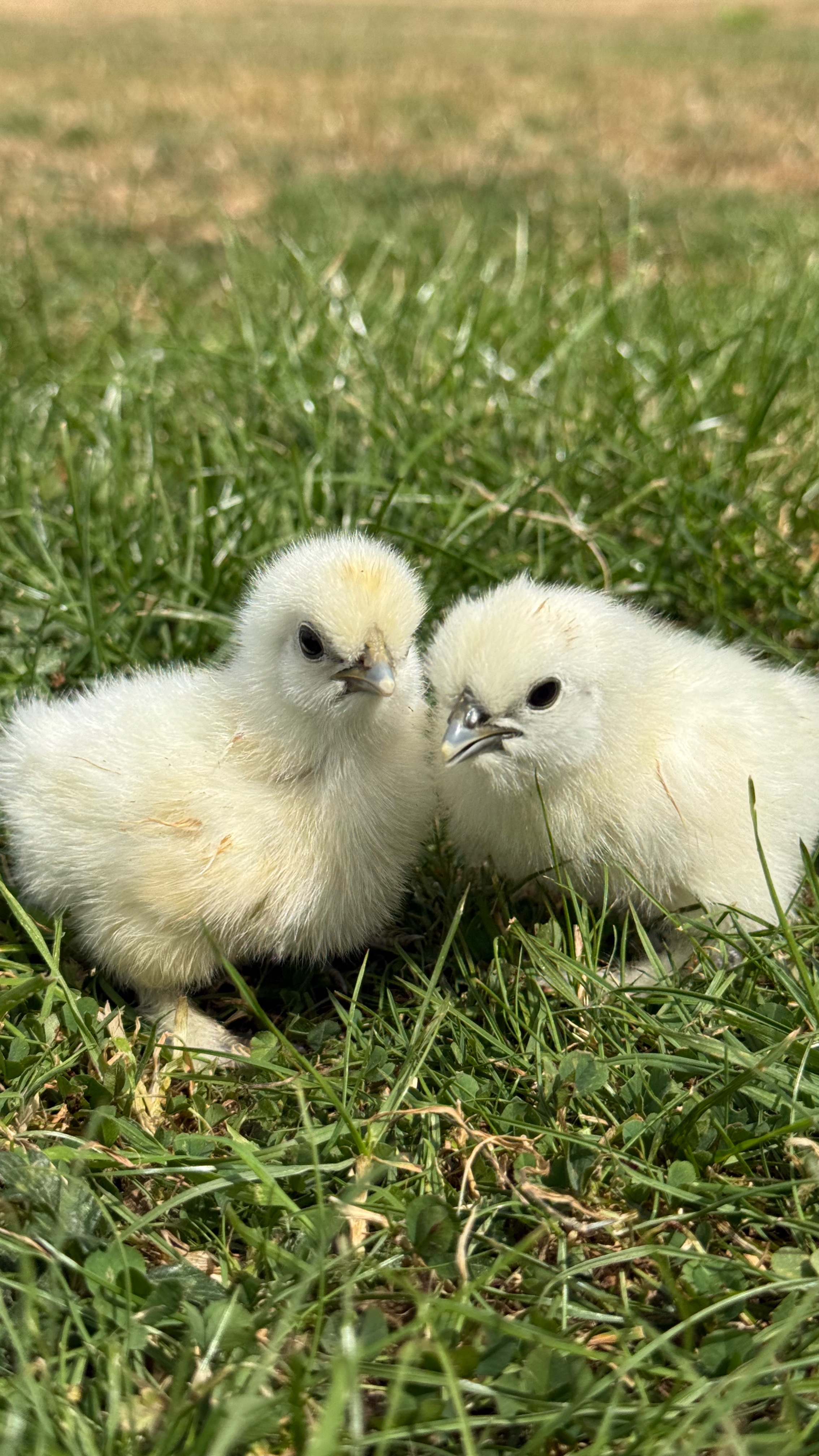 Lf White Silkie Chicks X2
