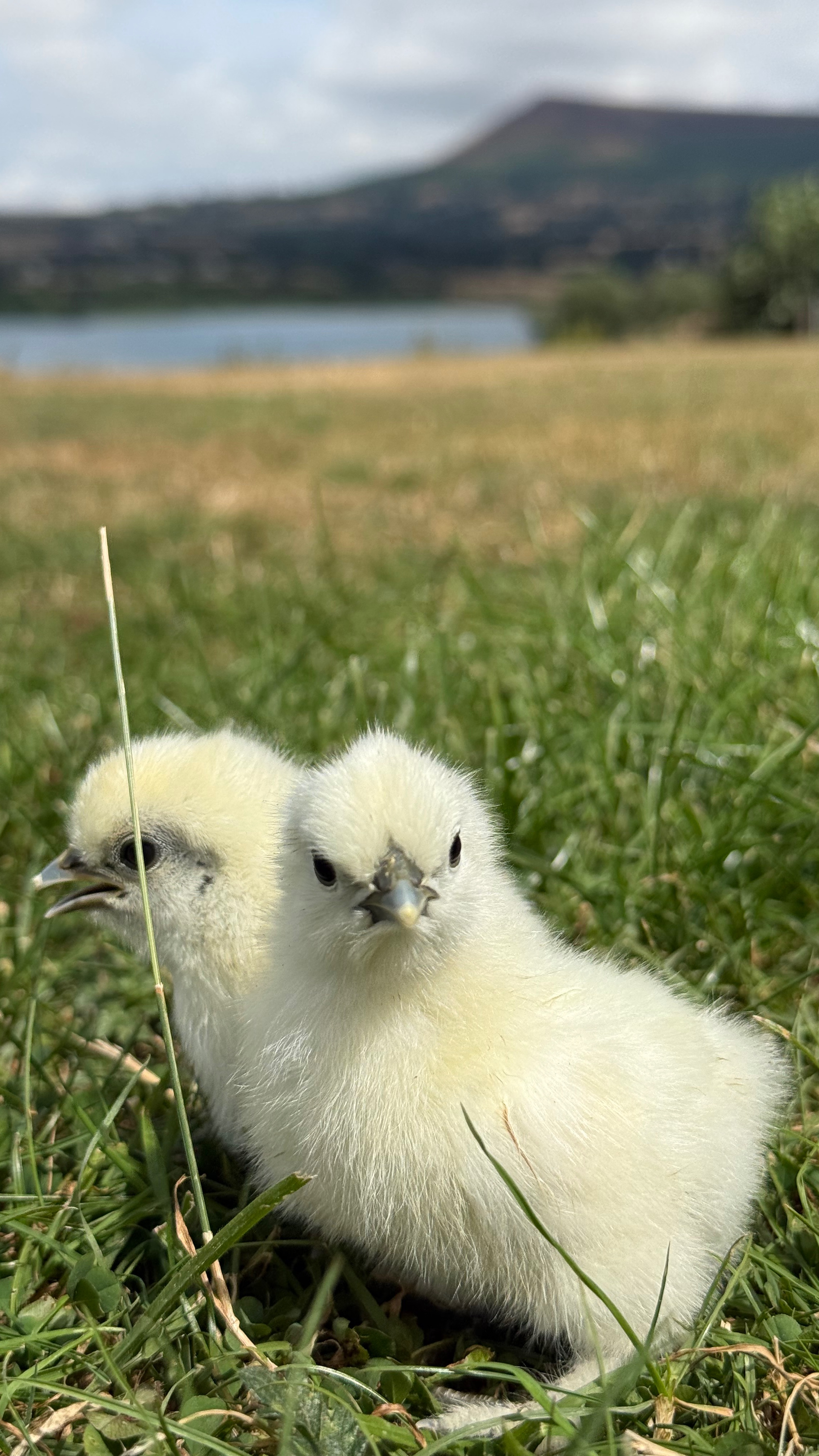 Lf White Silkie Chicks X2 2