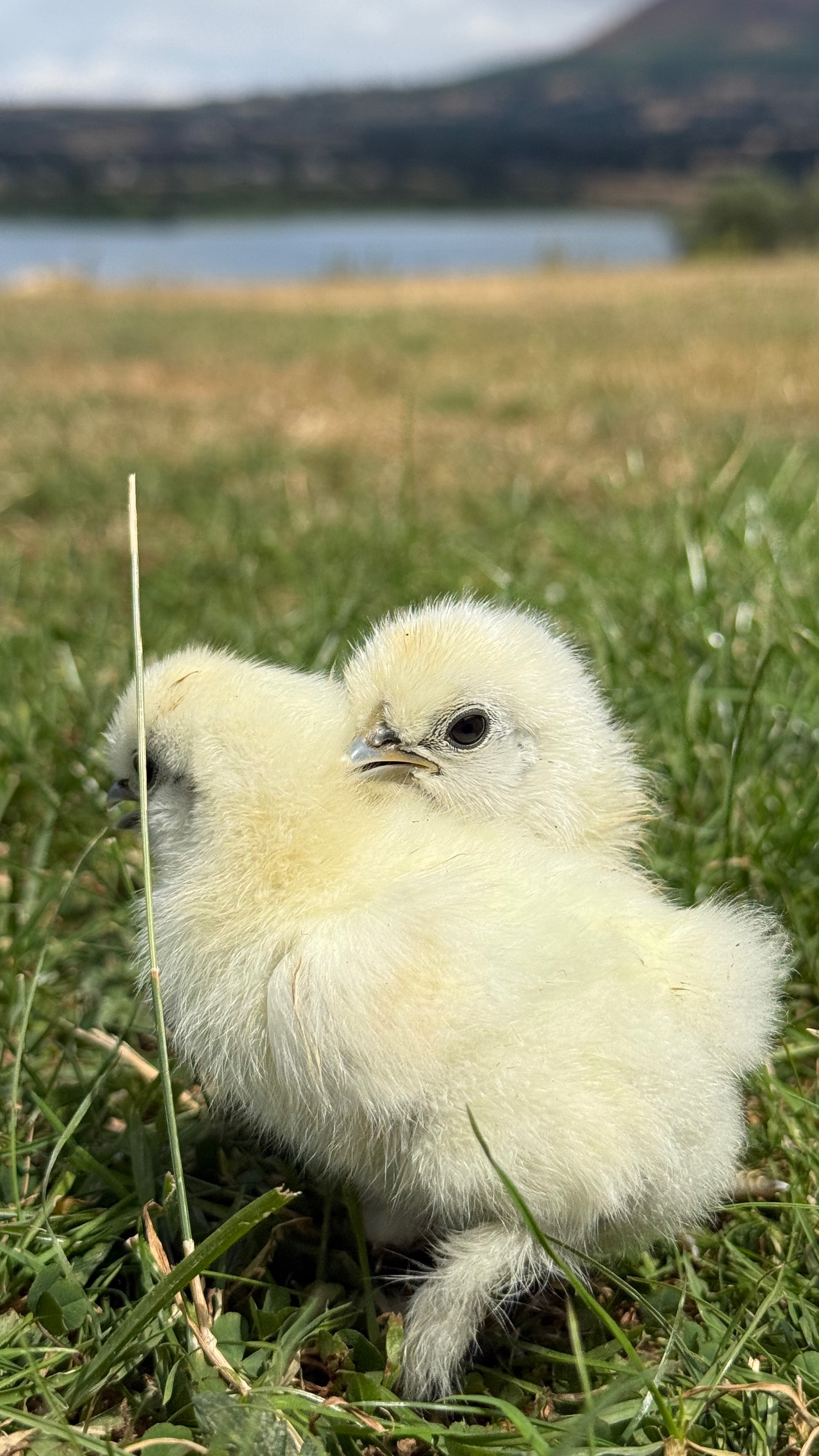 Lf White Silkie Chicks X2 3