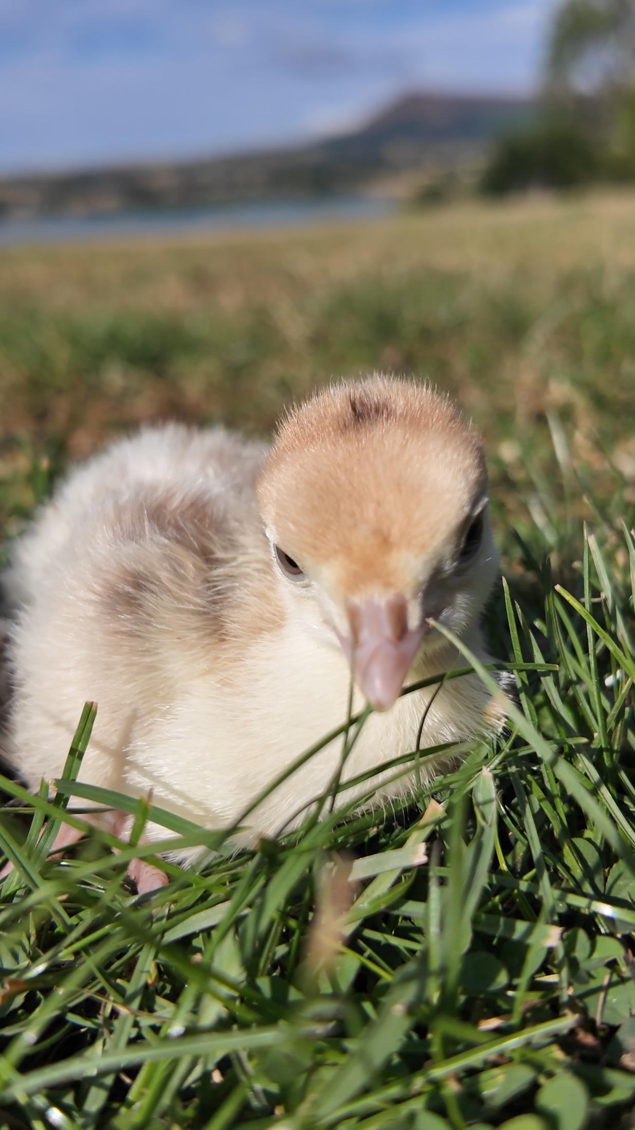 Bourbon Red Turkey Poults X2