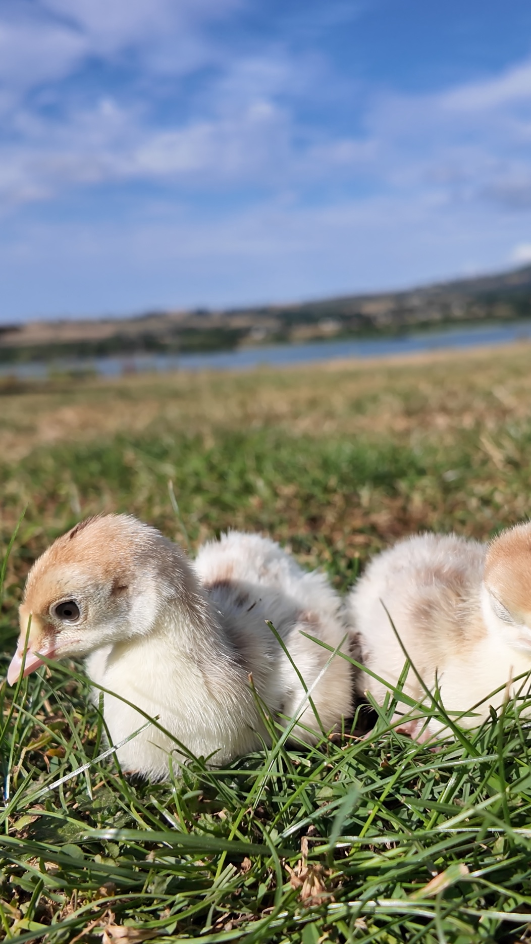 Bourbon Red Turkey Poults X2 2