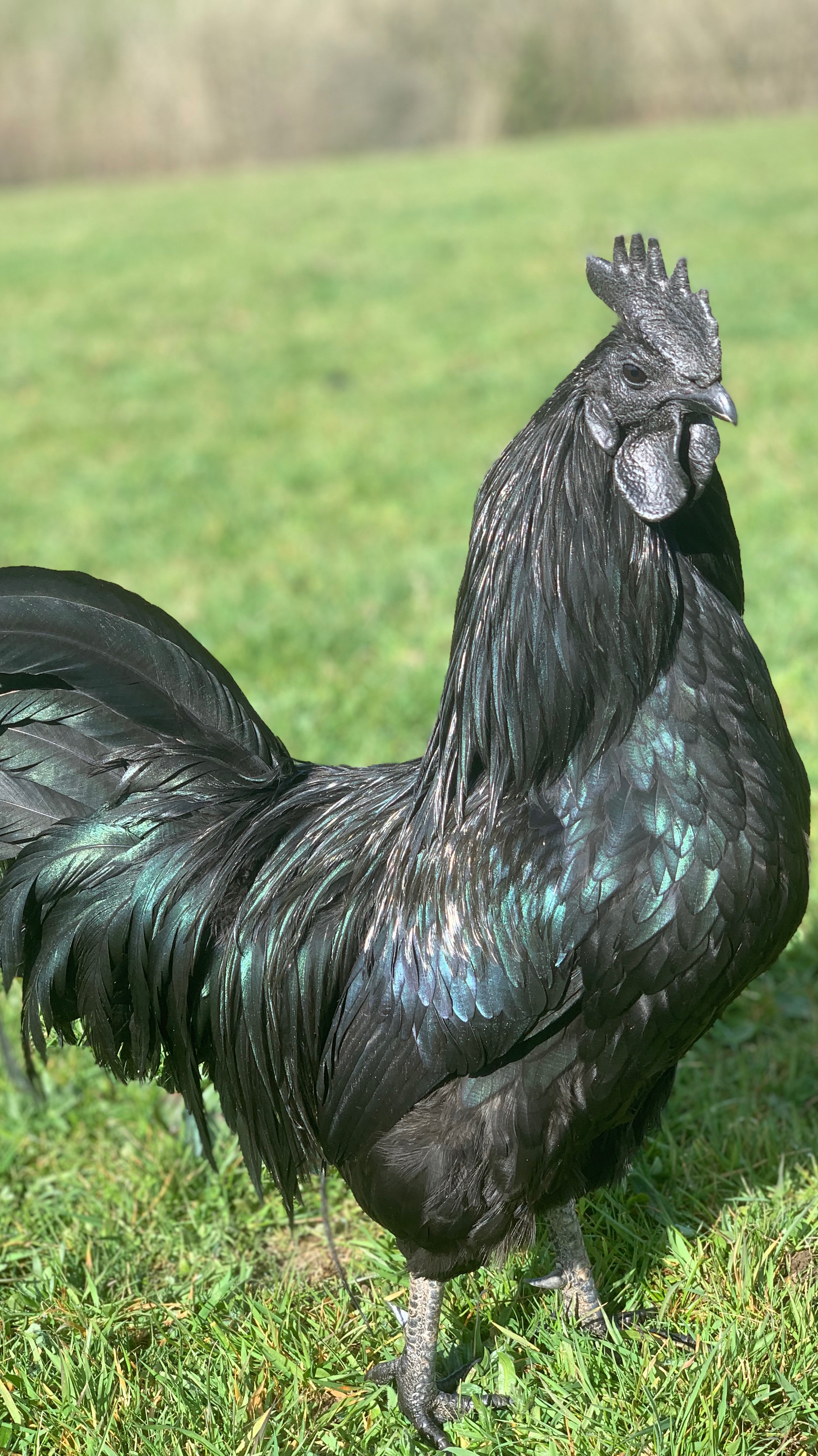 Ayam Cemani Hatching Eggs