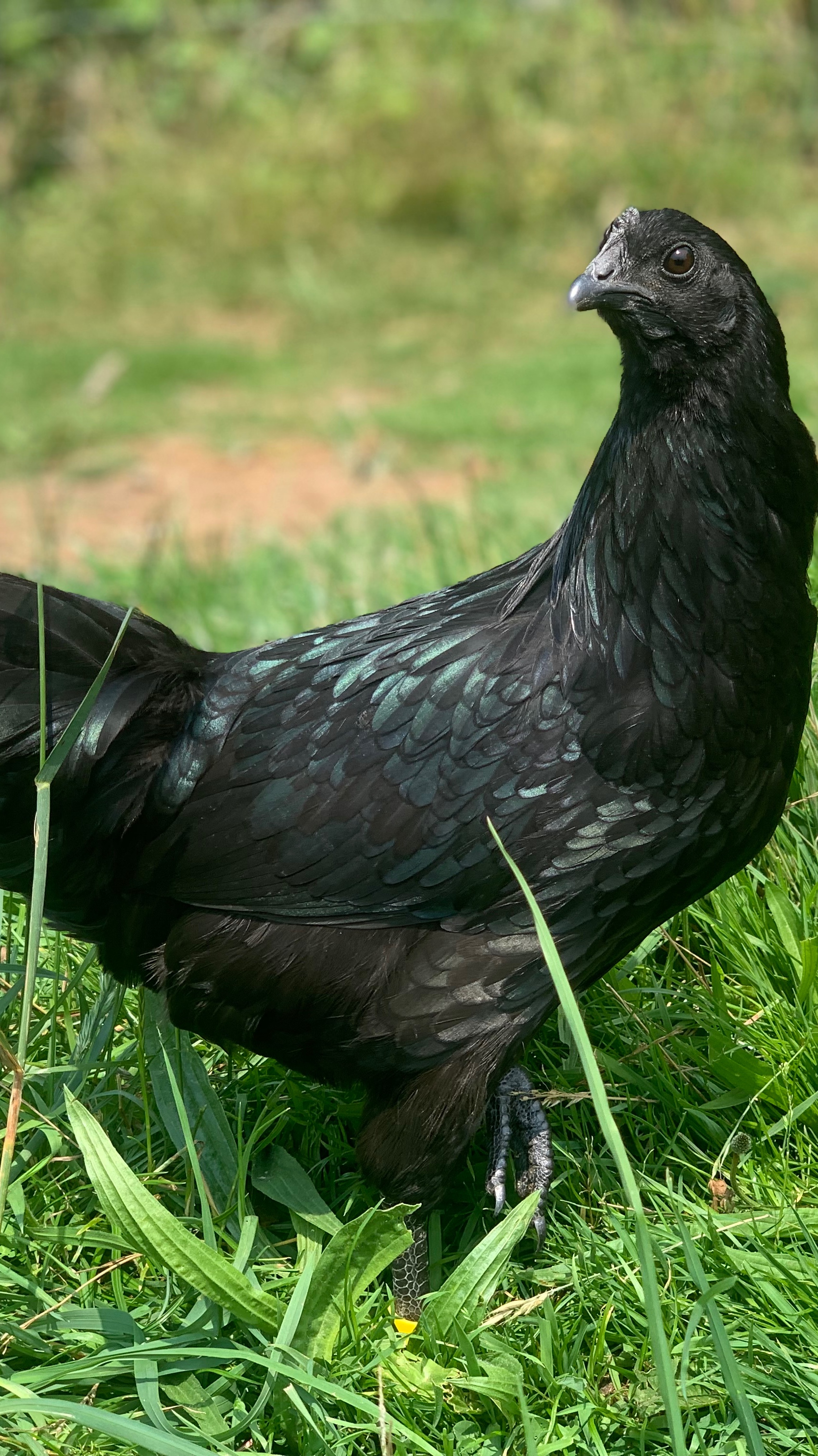Ayam Cemani Hatching Eggs 2